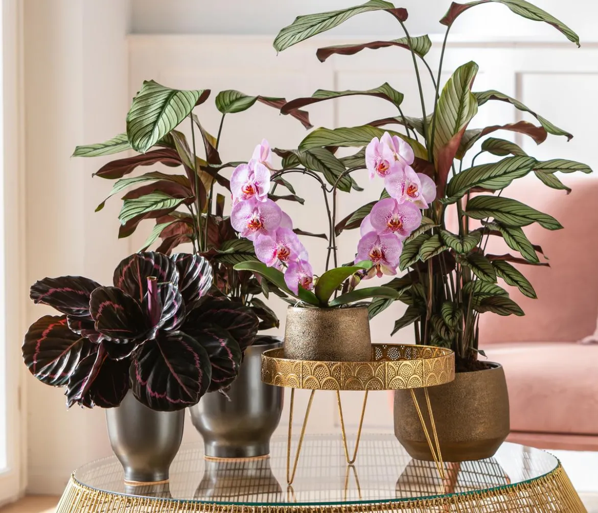 Korbmarante - Calathea 'Whitestar'