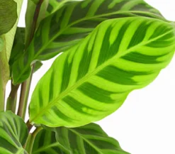 Korbmarante - Calathea zebrina