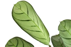Korbmarante - Ctenanthe burle-marxii