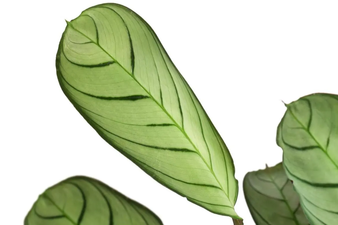 Korbmarante - Ctenanthe burle-marxii