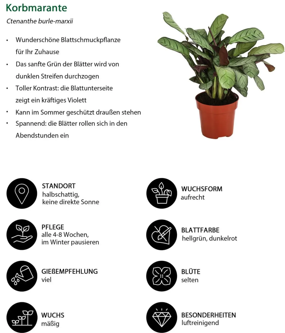 Korbmarante - Ctenanthe burle-marxii