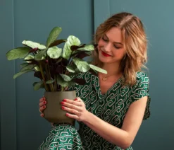 Korbmarante - Ctenanthe burle-marxii