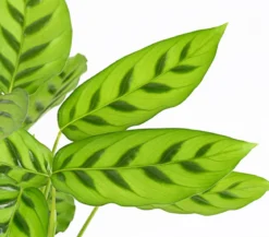 Korbmarante 'Leopardina'