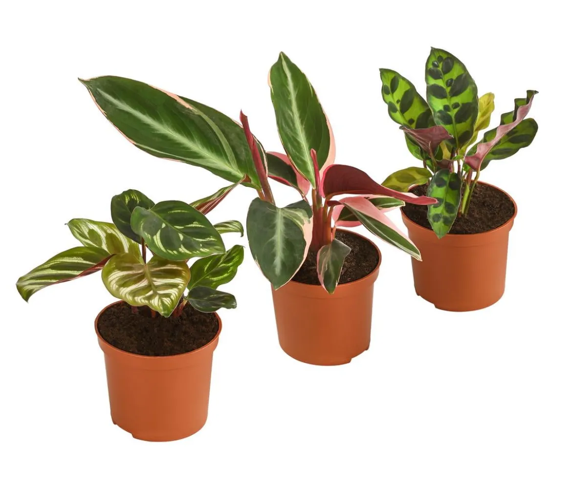 Korbmaranten-Set - Calathea, 3-teilig