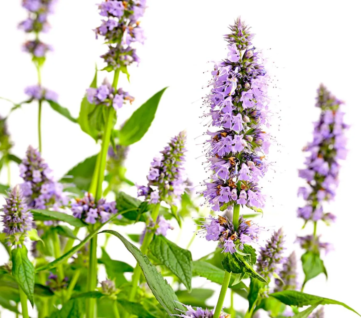 Koreanische Minze 'Blue Fortune'
