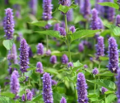 Koreanische Minze 'Blue Fortune'