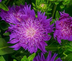 Kornblumenaster 'Mels Blue'