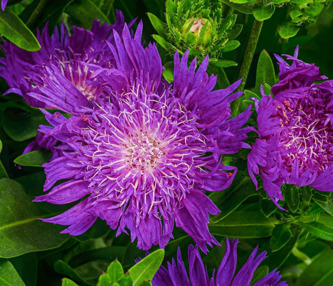 Kornblumenaster 'Mels Blue'