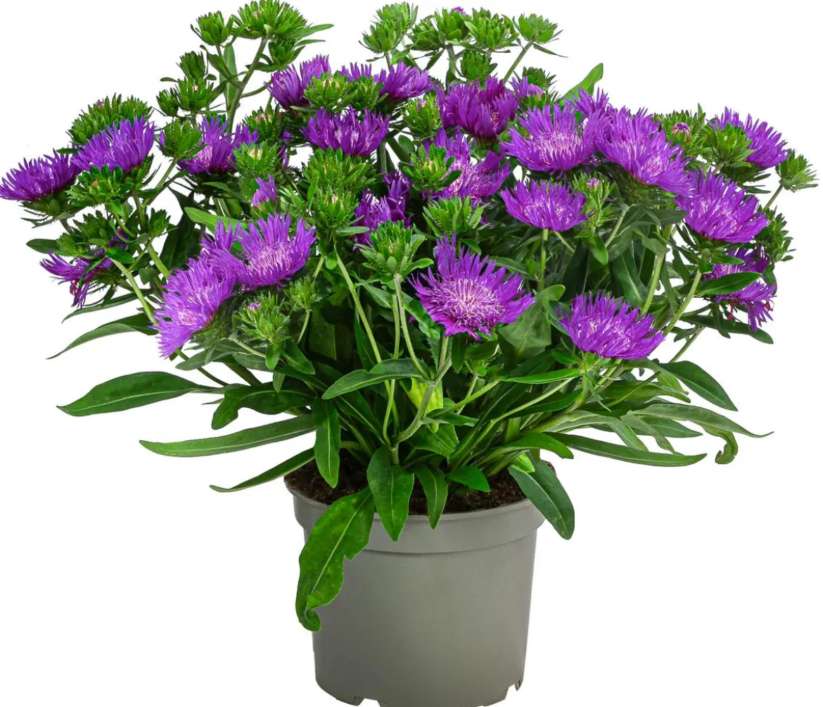 Kornblumenaster 'Mels Blue'