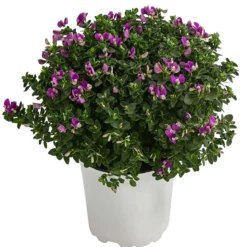 Kreuzblume 'Bibi Pink'