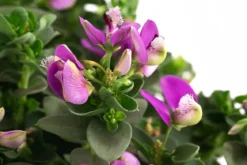 Kreuzblume 'Bibi Pink'