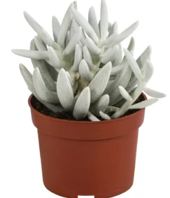 Kreuzkraut - Senecio 'Mont Blanc'
