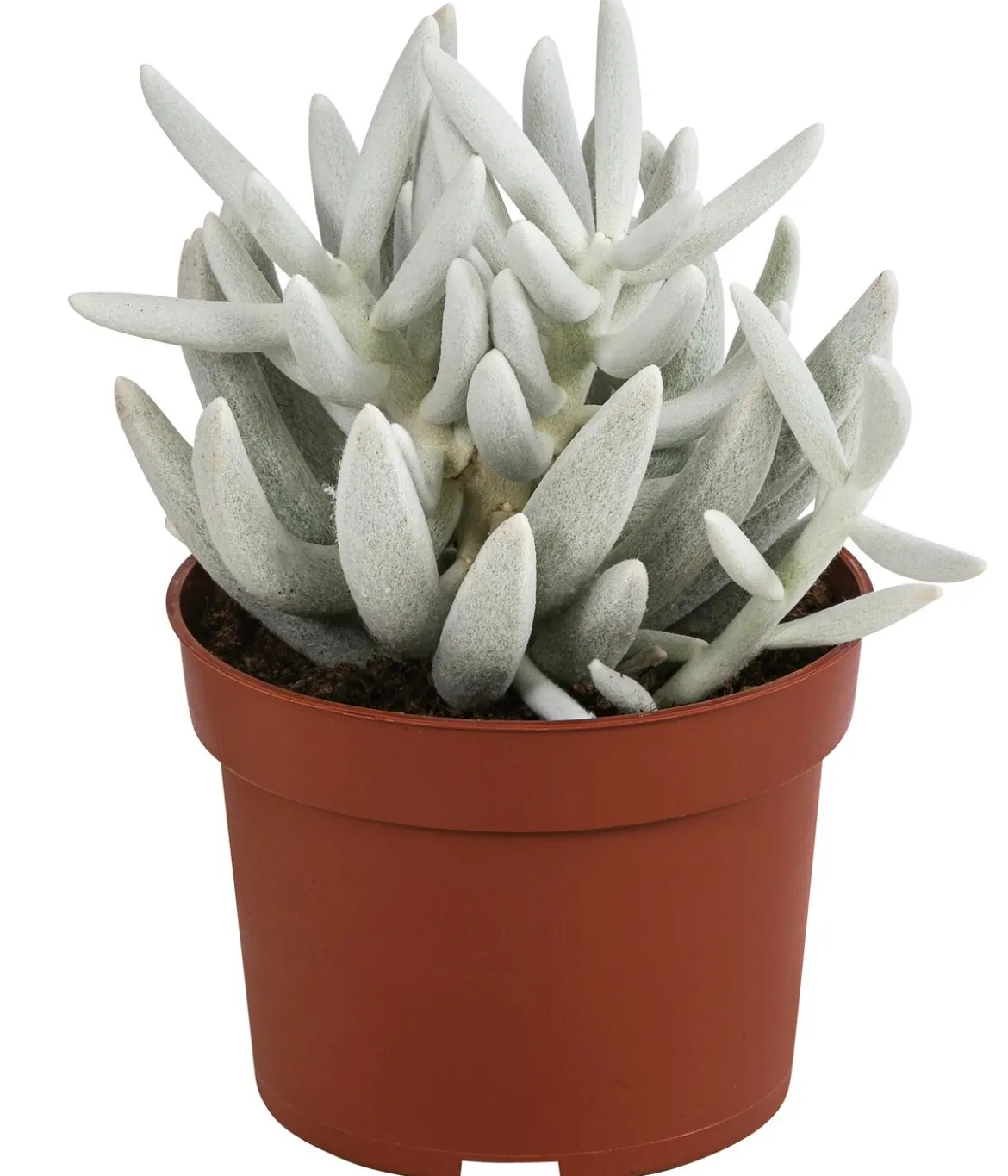 Kreuzkraut - Senecio 'Mont Blanc'