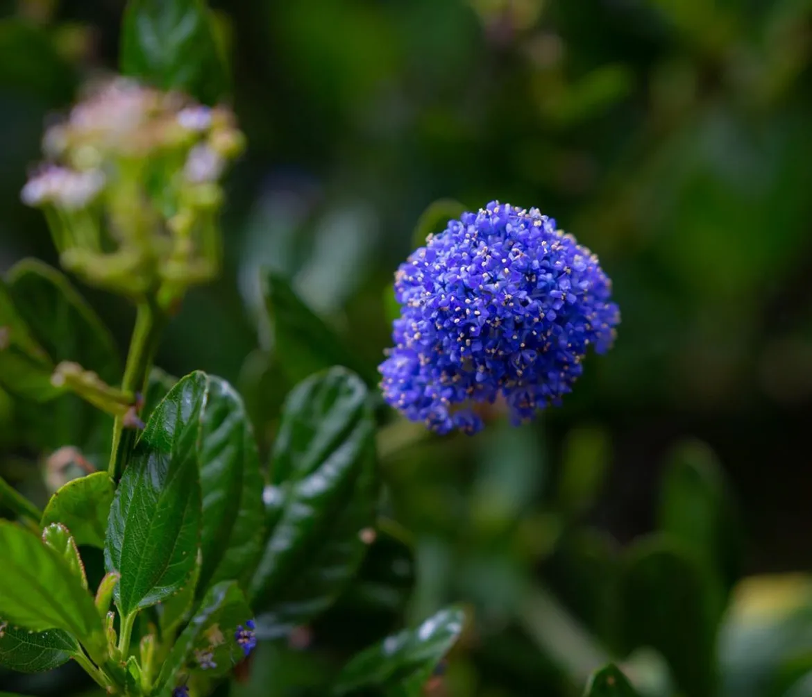 Kriechende Säckelblume