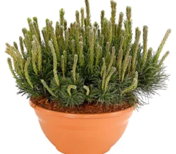 Kriech-Kiefer 'Pumilio', Schale