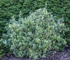 Kriech-Spindelstrauch 'Emerald Gaiety'