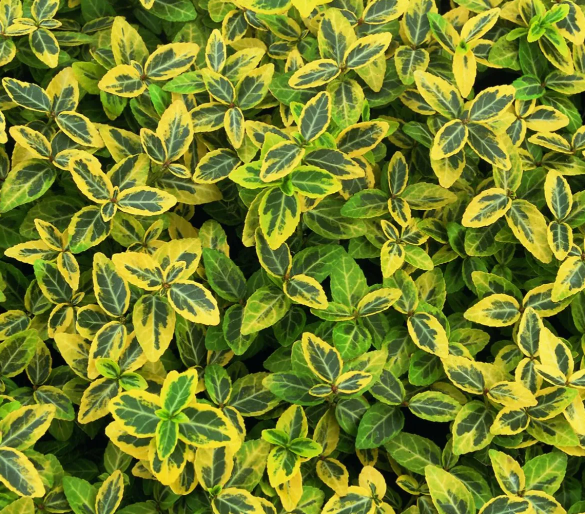 Kriech-Spindelstrauch 'Emerald'n Gold'
