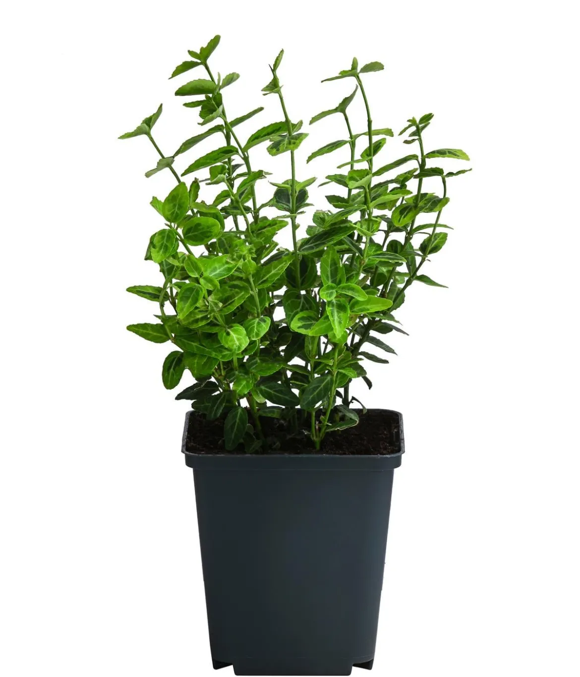 Kriech-Spindelstrauch 'Emerald'n Gold'