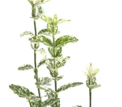 Kriech-Spindelstrauch 'Harlequin'