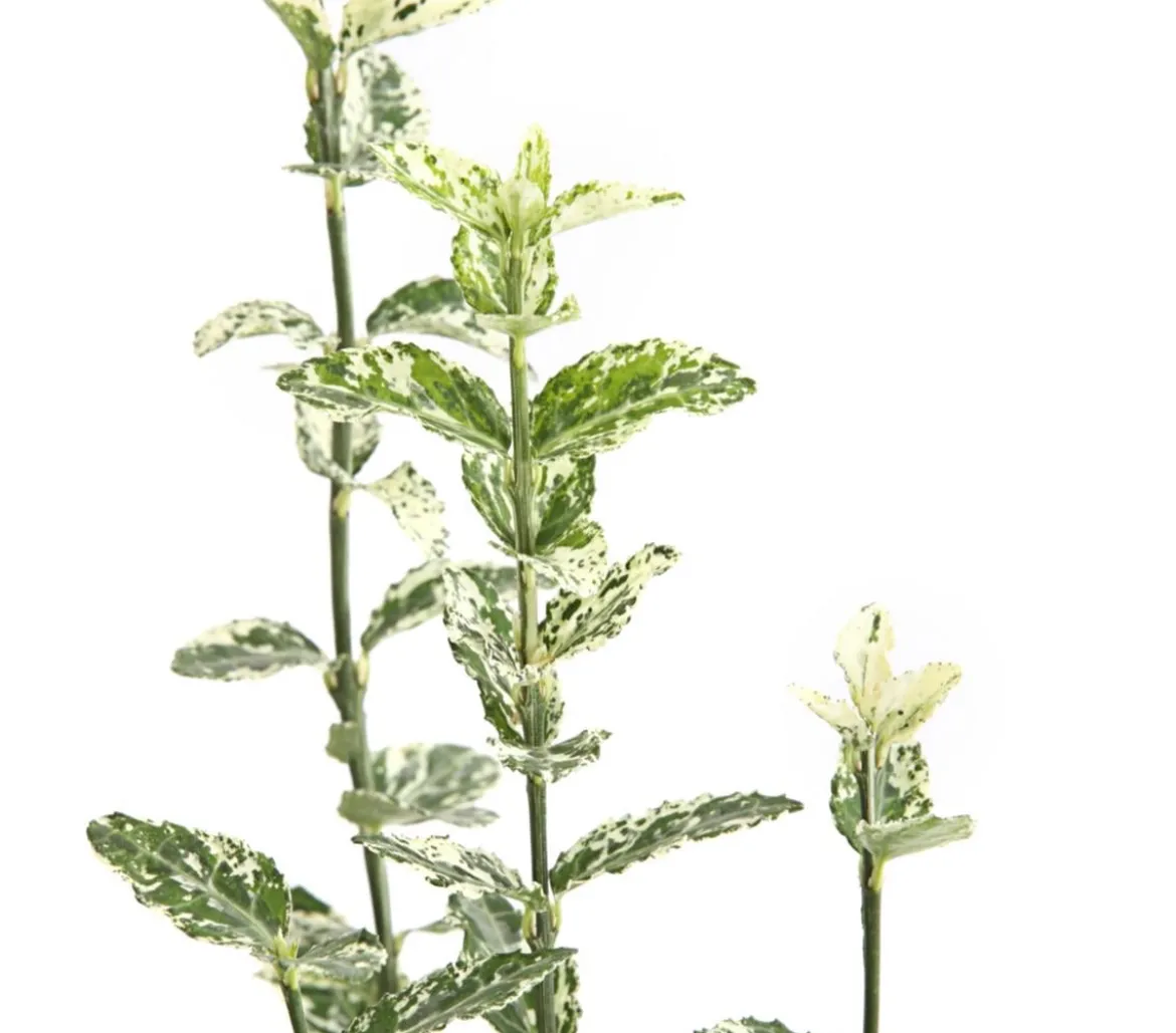Kriech-Spindelstrauch 'Harlequin'