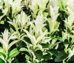Kriech-Spindelstrauch 'Paloma Blanca'