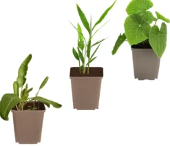 Kräuter-Set Aroma-Spezialisten, 3-teilig