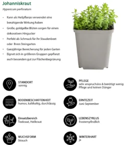 Kräuter-Set Bienenkräuter, 6-teilig