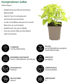 Kräuter-Set Bienenkräuter, 6-teilig