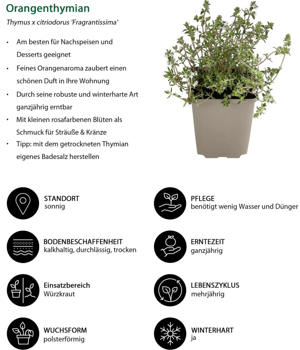 Kräuter-Set Dufterlebnis, 6-teilig