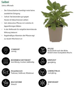 Kräuter-Set Dufterlebnis, 6-teilig