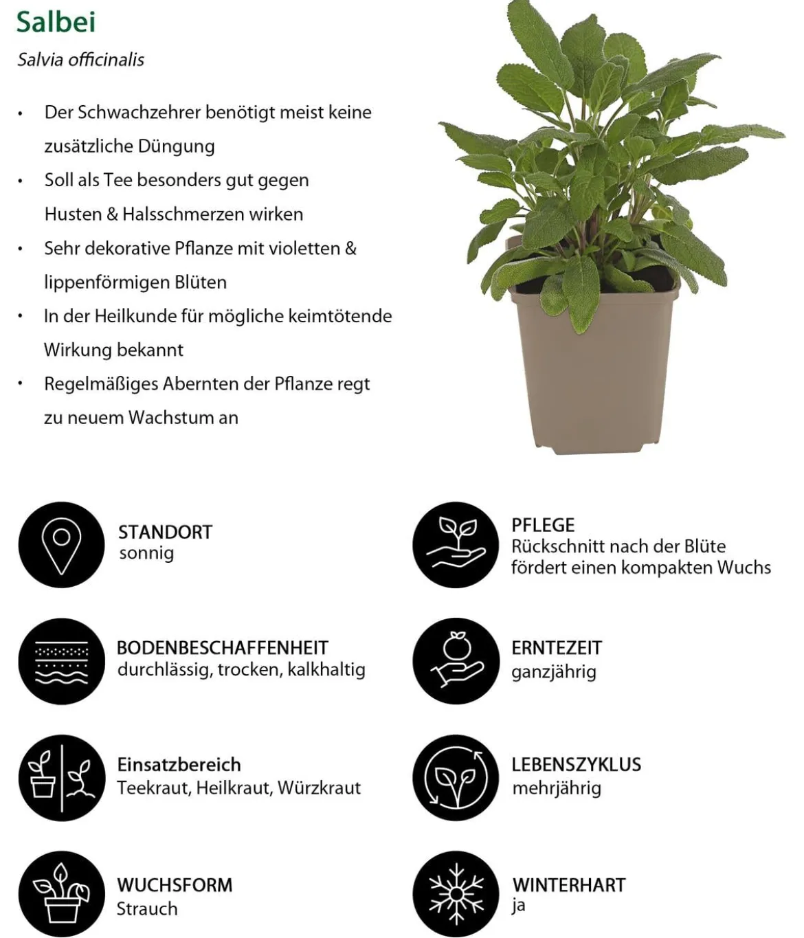 Kräuter-Set Dufterlebnis, 6-teilig