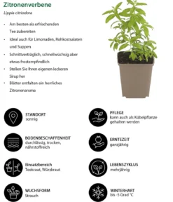 Kräuter-Set Dufterlebnis, 6-teilig