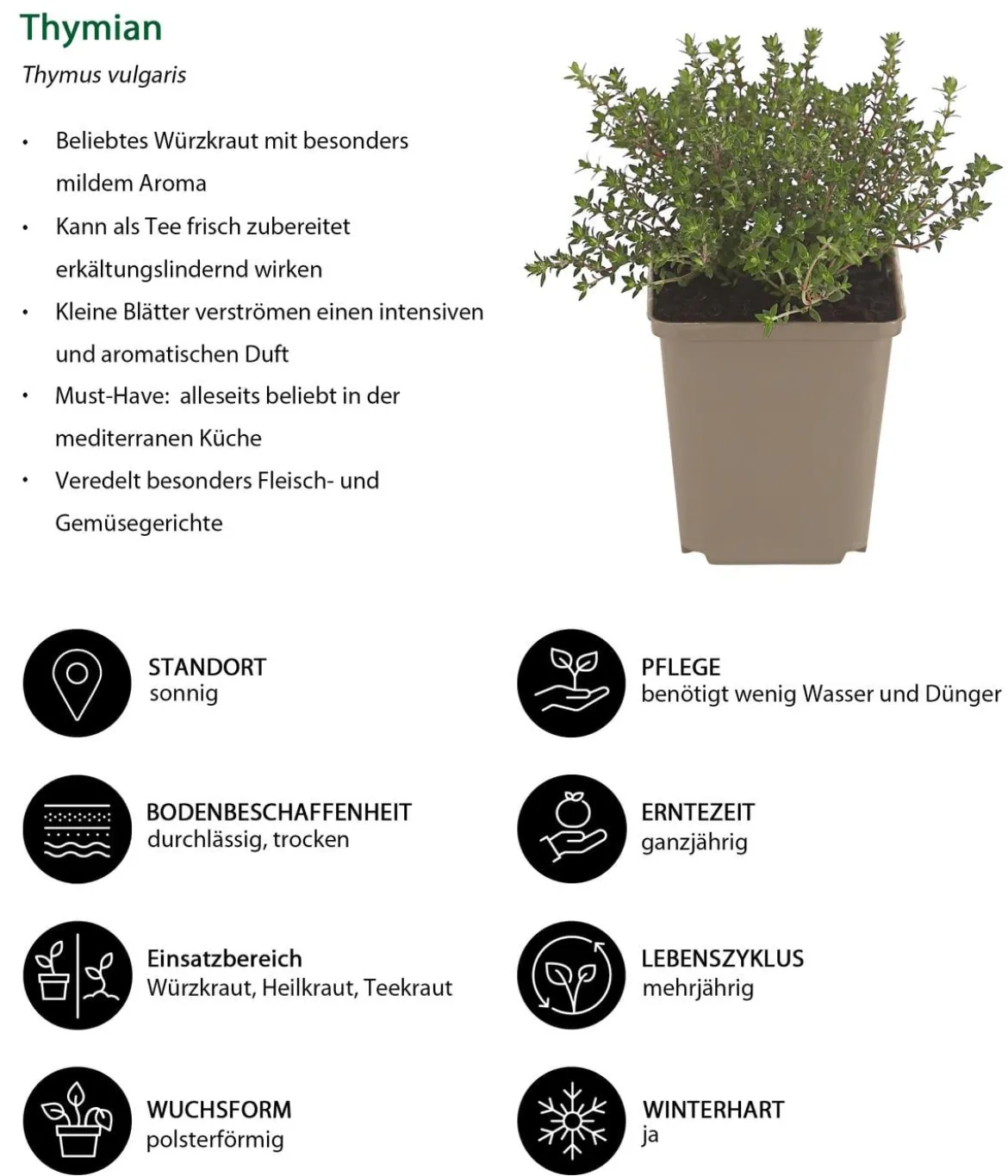 Kräuter-Set Feinschmecker, 6-teilig
