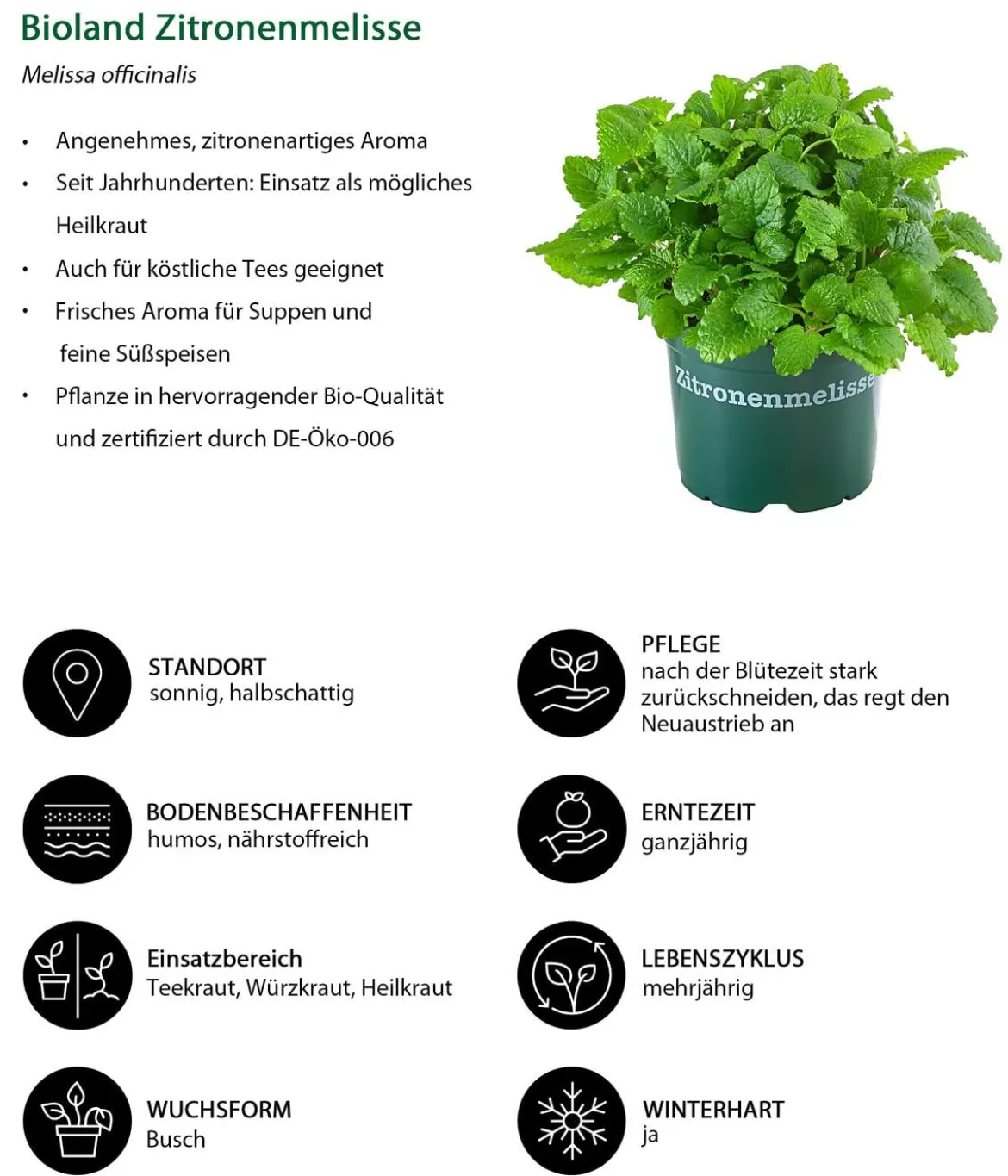 Kräuter-Set Küchenkräuter, 6-teilig