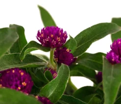 Kugelamaranth