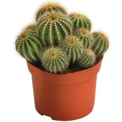 Kugelkaktus - Eriocactus warasii
