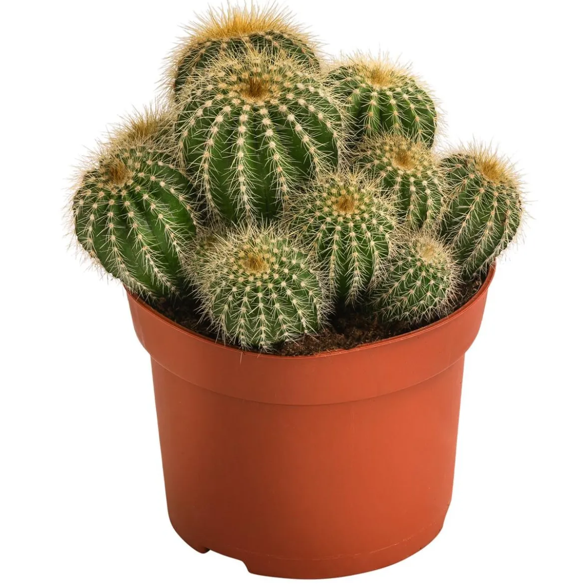 Kugelkaktus - Eriocactus warasii