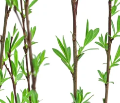 Kugelweide 'Nana'