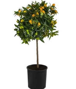 Kumquat