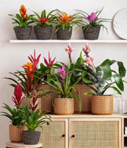 Lanzenrosette - Aechmea fasciata