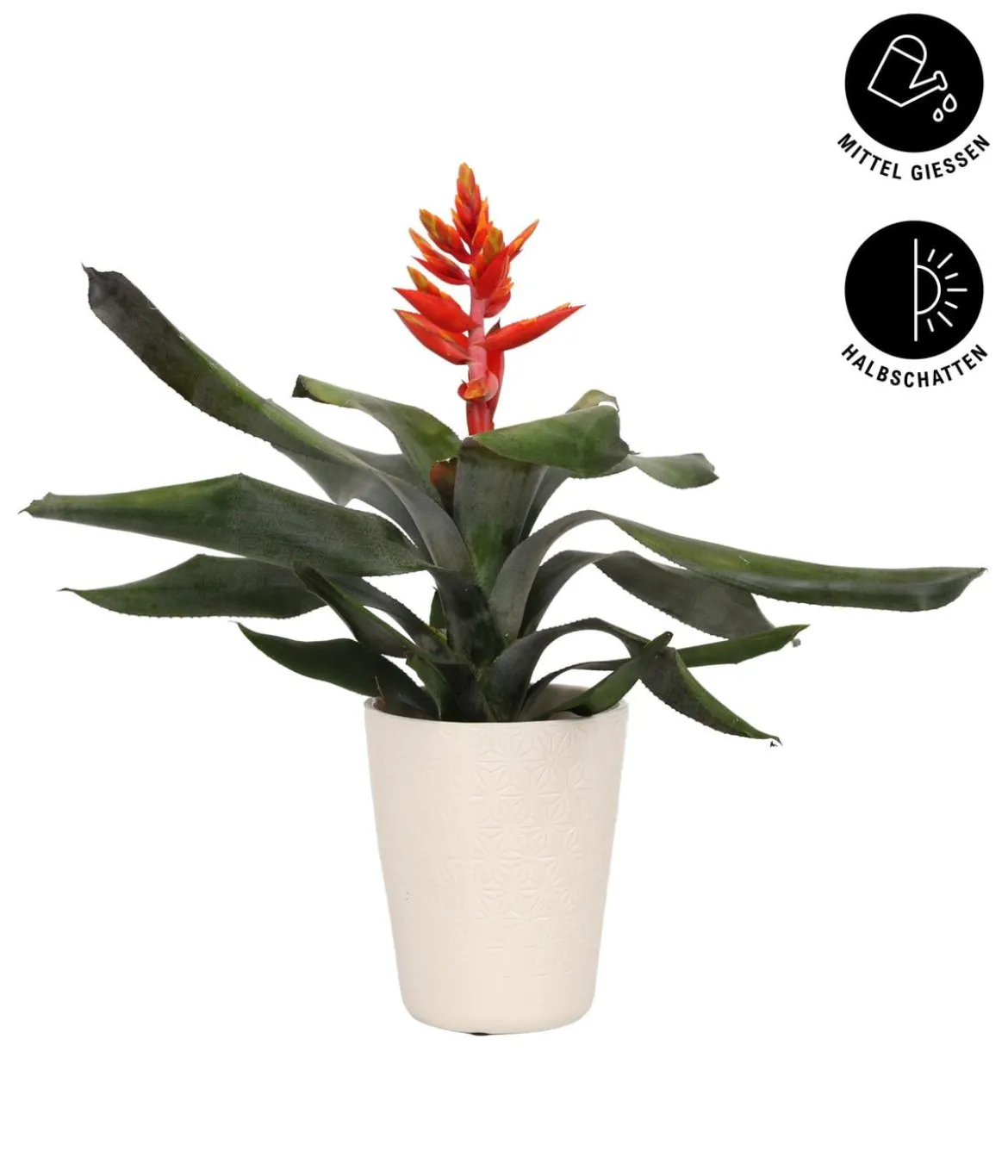 Lanzenrosette - Aechmea pepita 'Elegant Flames', in Keramik