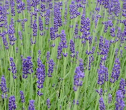 Lavendel