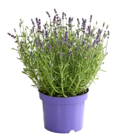 Lavendel