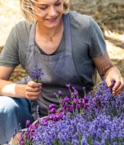 Lavendel