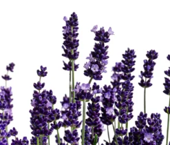 Lavendel, ca. Ø26 cm