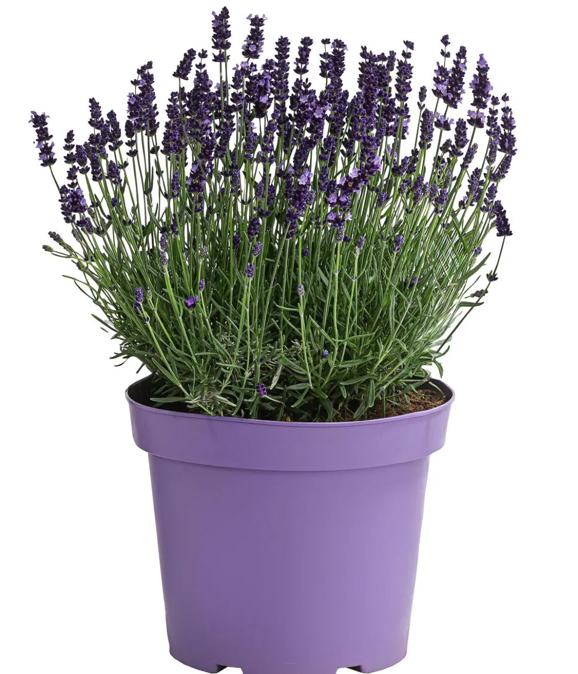 Lavendel, ca. Ø26 cm