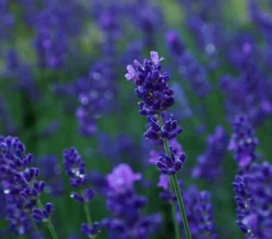 Lavendel 'Dark Surprise'
