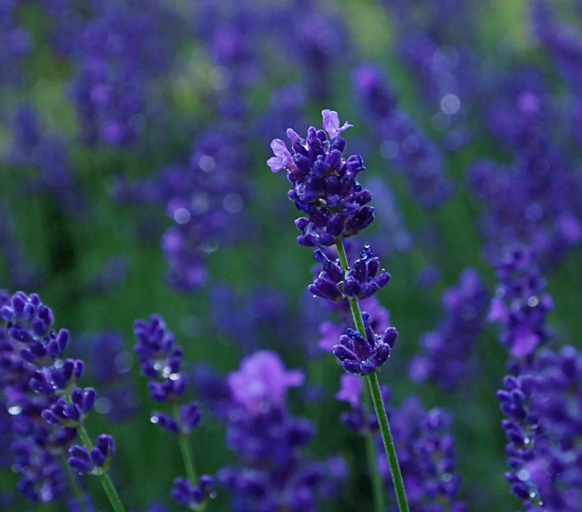 Lavendel 'Dark Surprise'