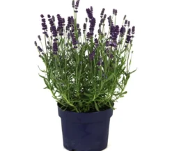 Lavendel 'Dark Surprise'