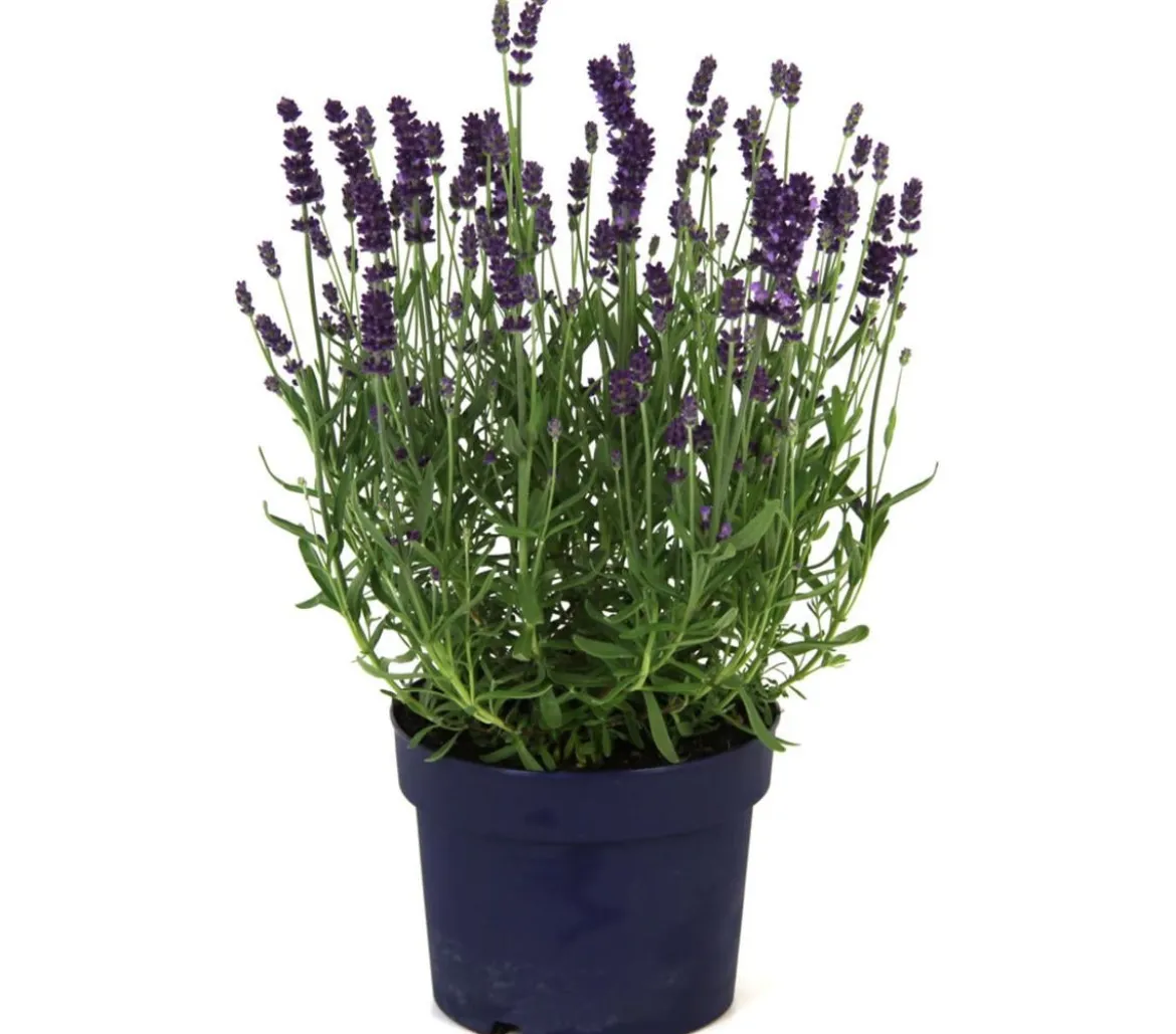 Lavendel 'Dark Surprise'